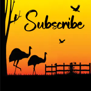 Sandford festival sq subscribe 1